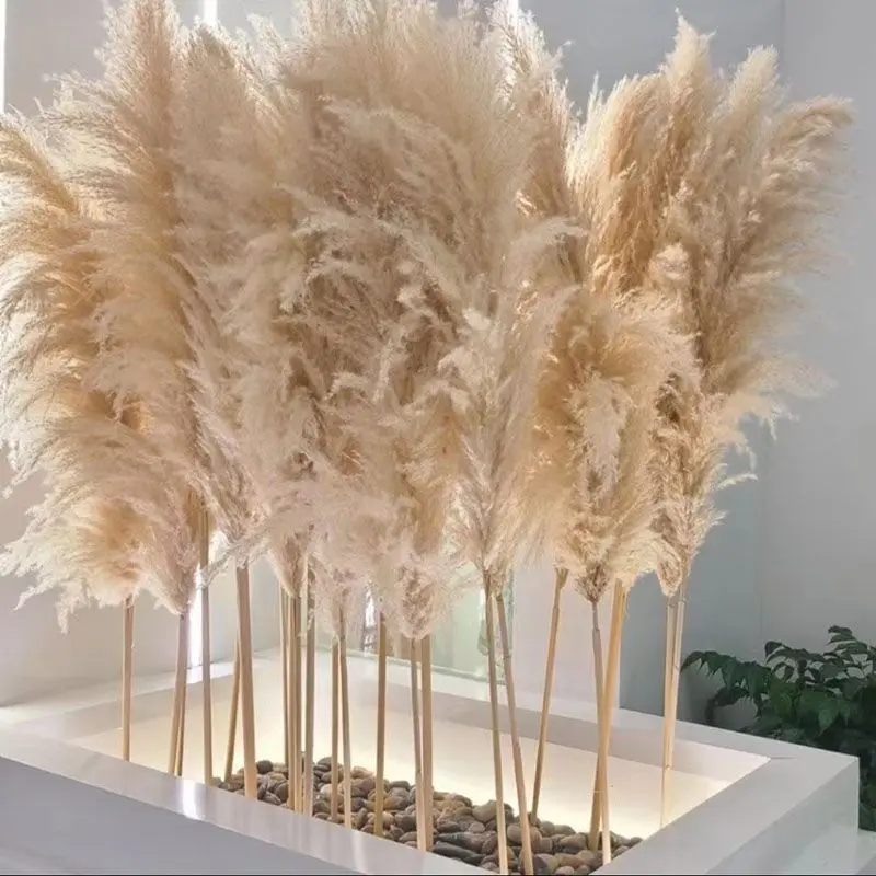 Natural Dried Flowers Large Pampas Grass Bouquet Gift Swampreed Live Home Decor Valentines for Wedding DIY Decoration