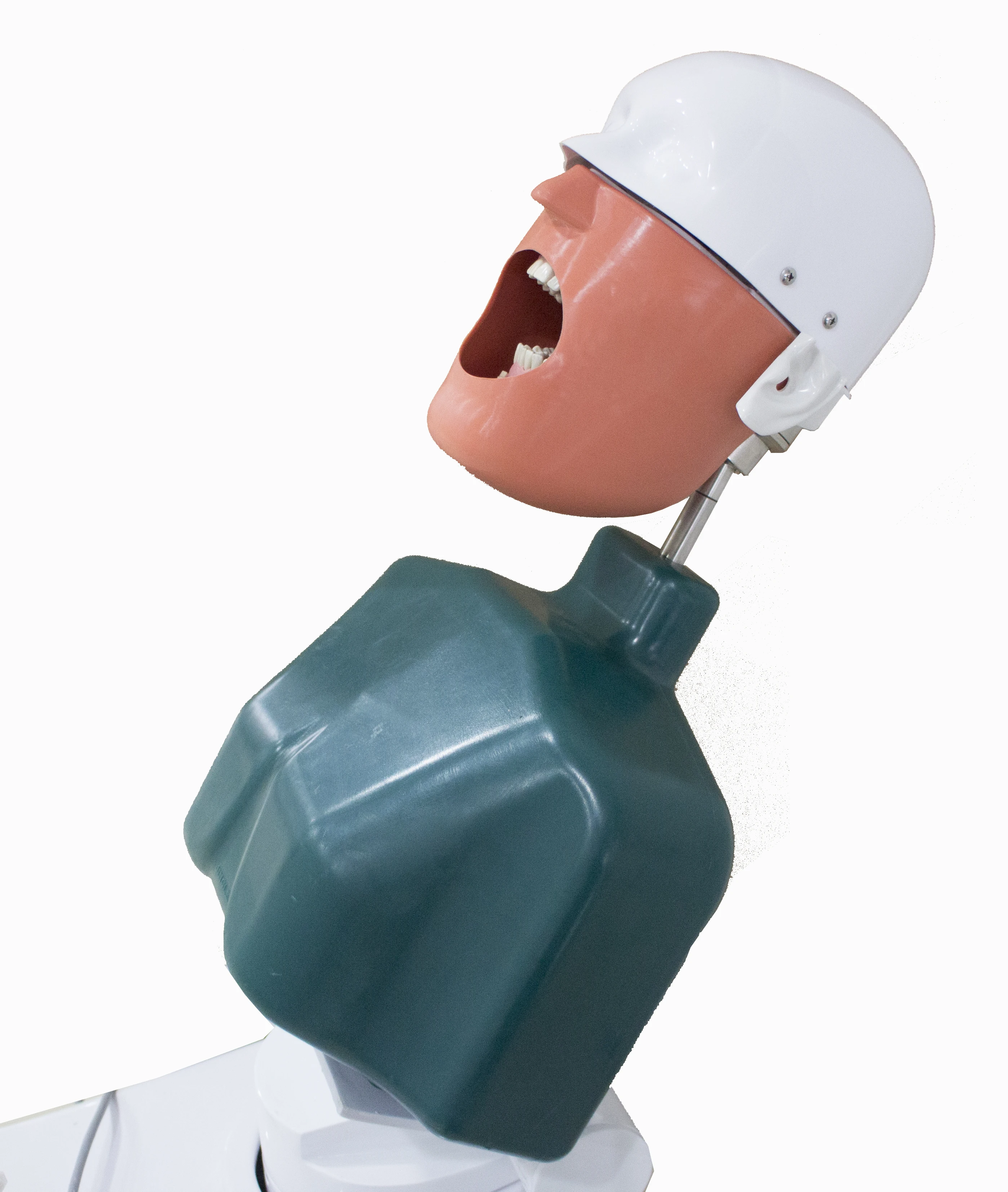

Hot teeth model sales Medical Equipment Phantom head model School Training Simulator kits accessories