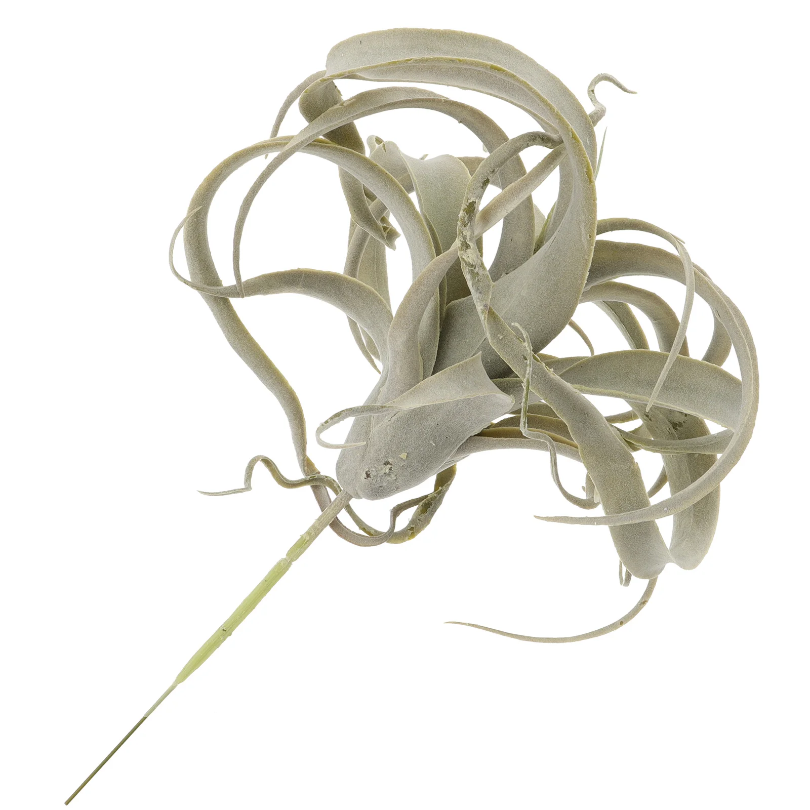 

Lifelike Succulants Plants Simulation Tillandsia Glass Containers Adornment