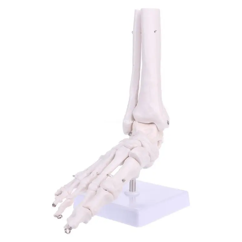 

Life size Foot Ankle Joint Anatomical Skeleton Model Medical Display Study Tool Dropship