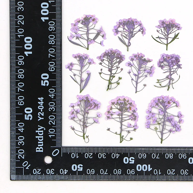 

Прессованные цветные цветы алиссума NYAConfetti 12 шт.