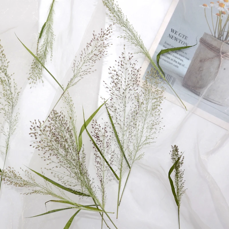 8-16 см/12 шт. натуральные Eragrostis feragrostis прессованный цветок weeping love grass DIY |