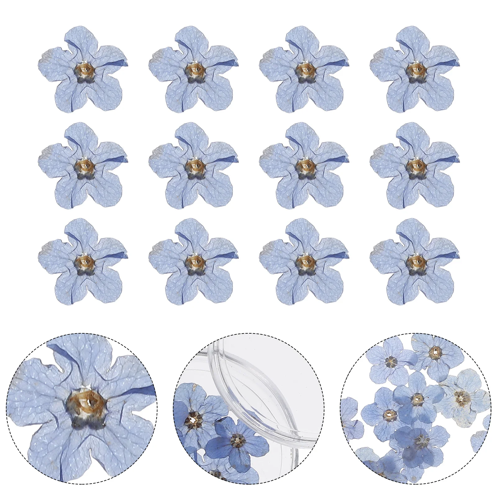 

Forget-me-not Flower Head Nail Materials Dried White Decor DIY Flowers Baby Bulk