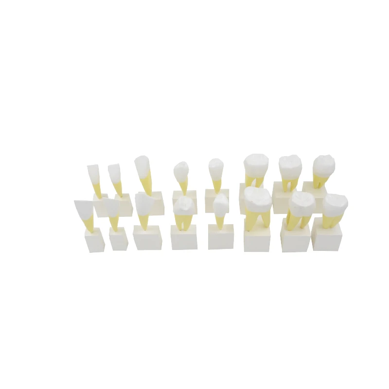 

Enlarged Permanent Teeth Model Set of 16 Pieces Incisors Canines Premolars And Molars Oral Cavity Model Dental Used Education