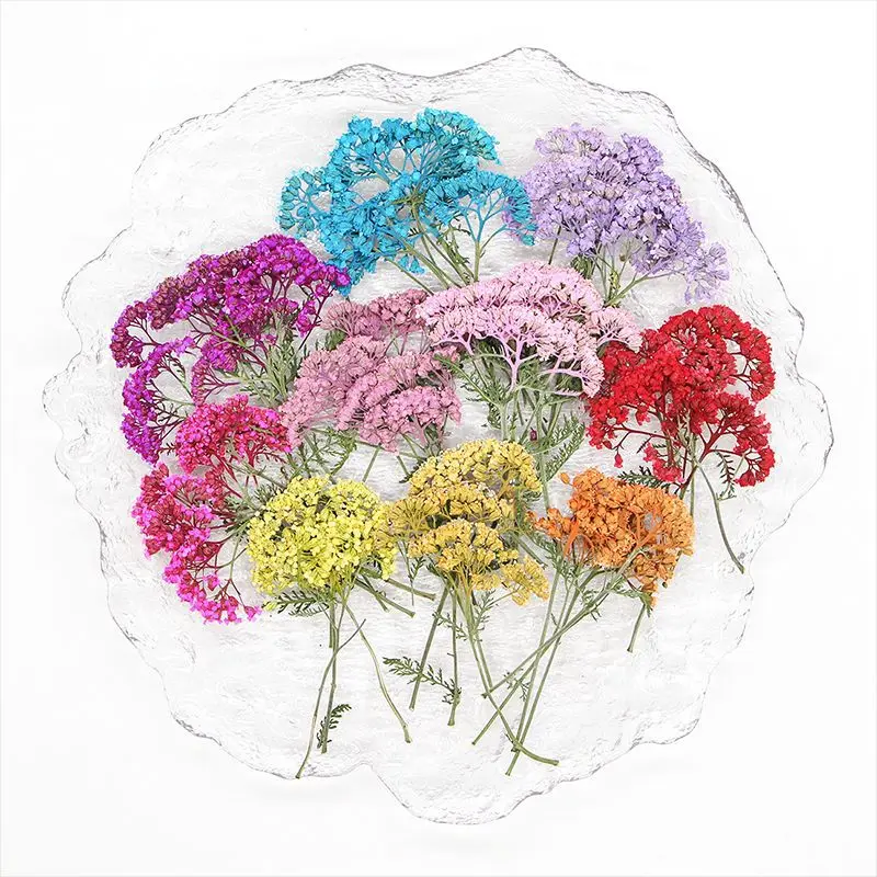 

120pcs Pressed Dried Achillea sibirca Stem Flower Herbarium For Resin Epoxy Jewelry Card Bookmark Frame Phone Case Makeup Lamp