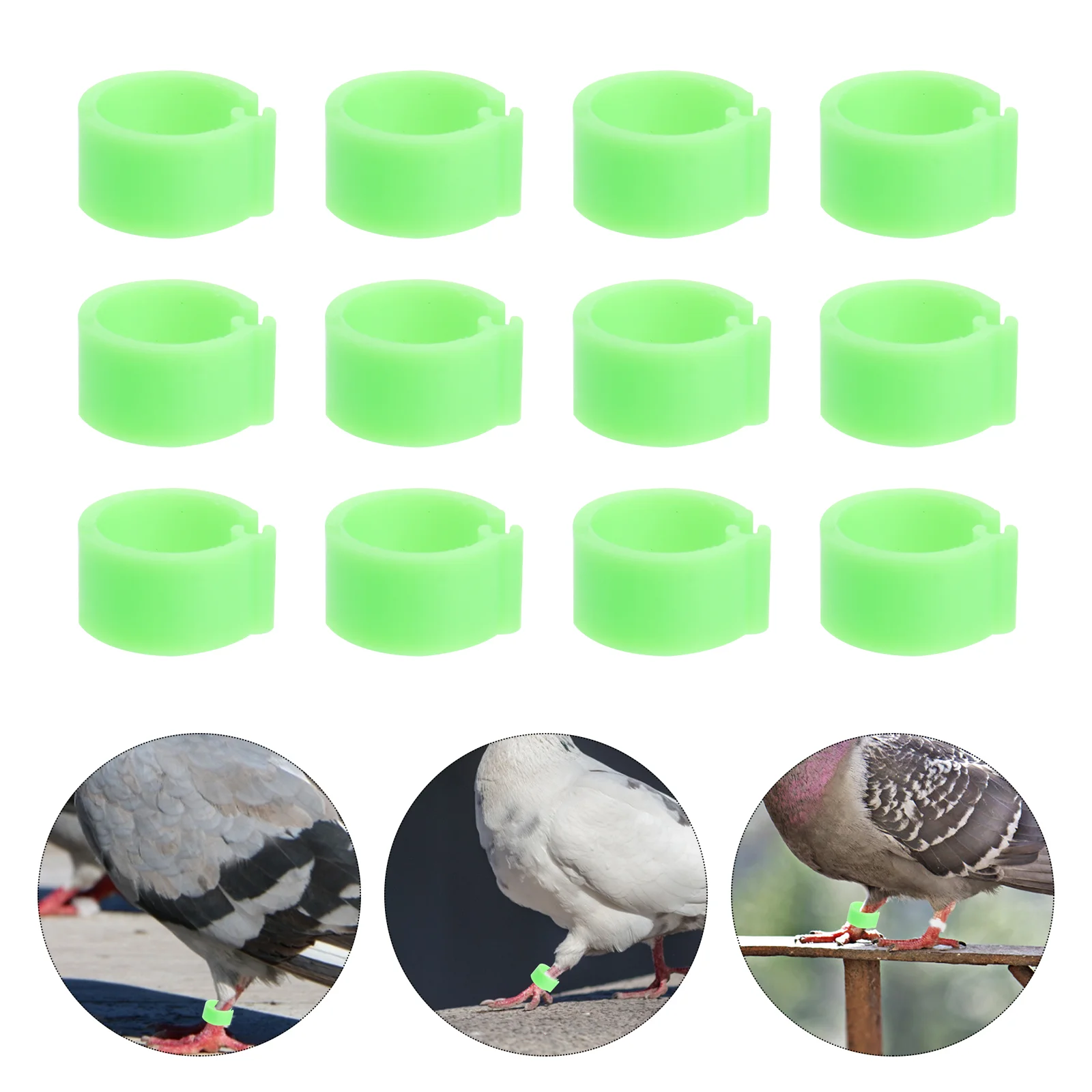 

Leg Rings Bands Chicken Ring Poultry Foot Bird Identification Pigeon Clip Ankleband Parrot Pigeons Birds Cockatiel Duck Dove Hen