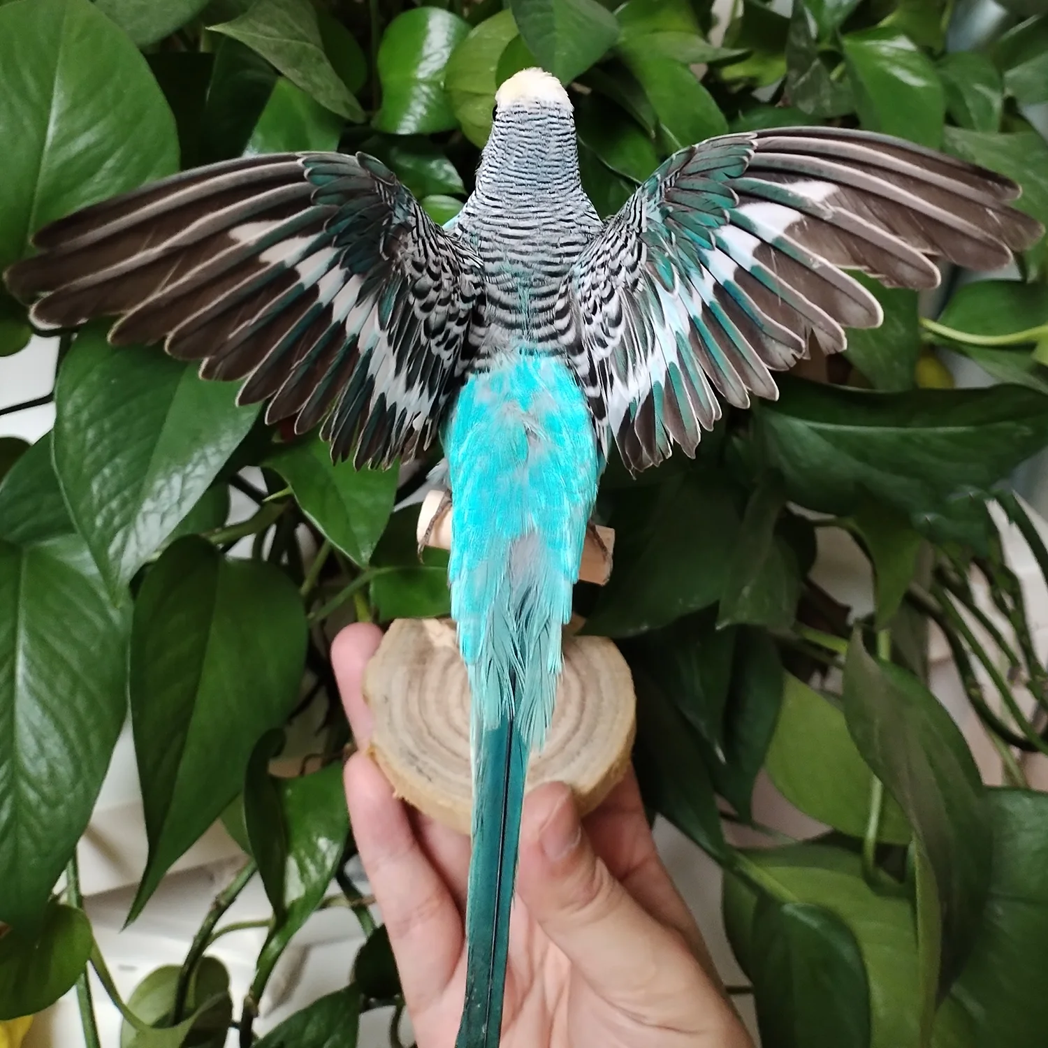 Начинка образца настоящего попугая Melopsittacus Budgerigar Budgie, украшение для дома, специальные подарки (art.: 3920ca5ef1691) - 3920ca5ef1691
