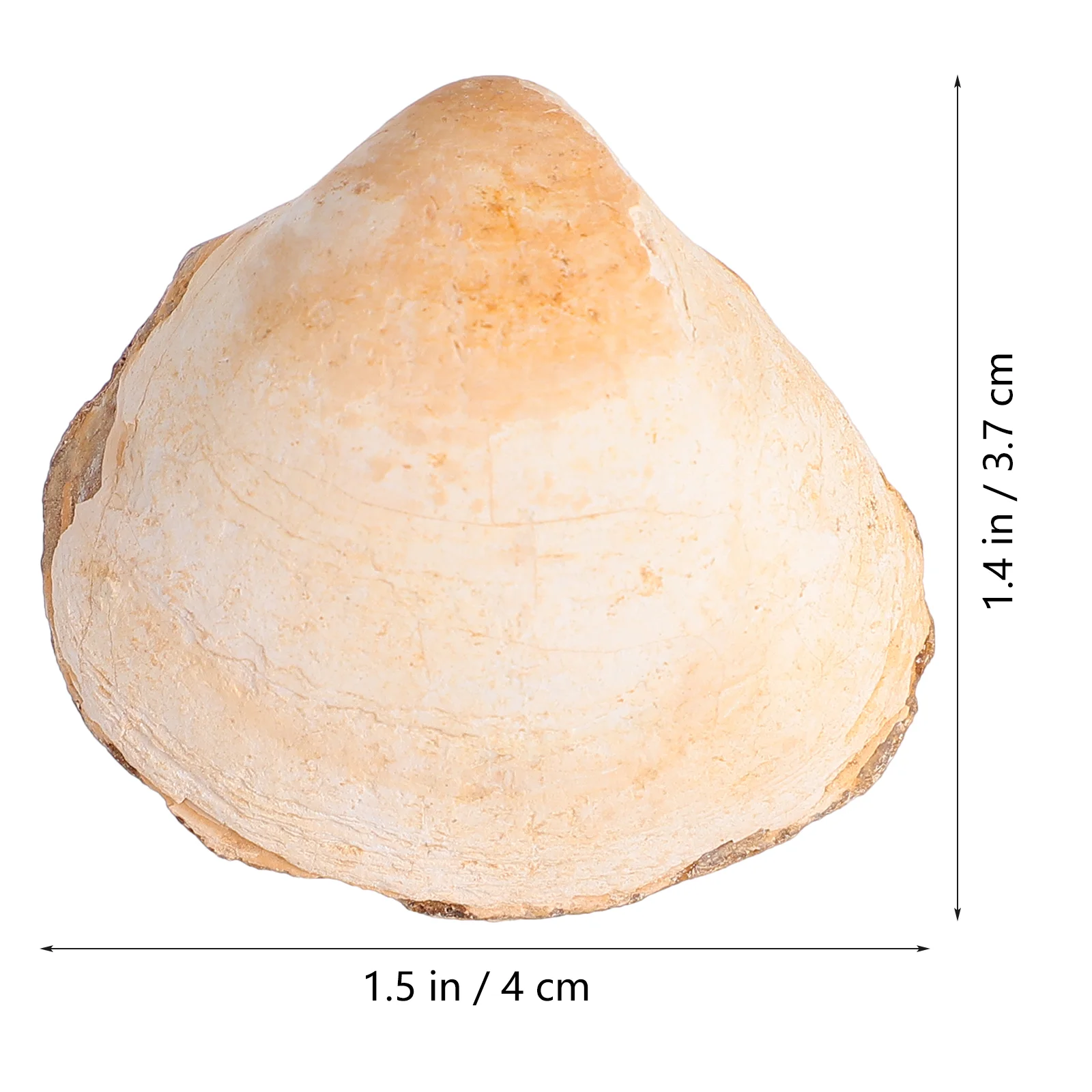 Bivalve Clam Palaeo-ocean Палеонтология Настольный орнамент Украшение Водный стол Игрушка