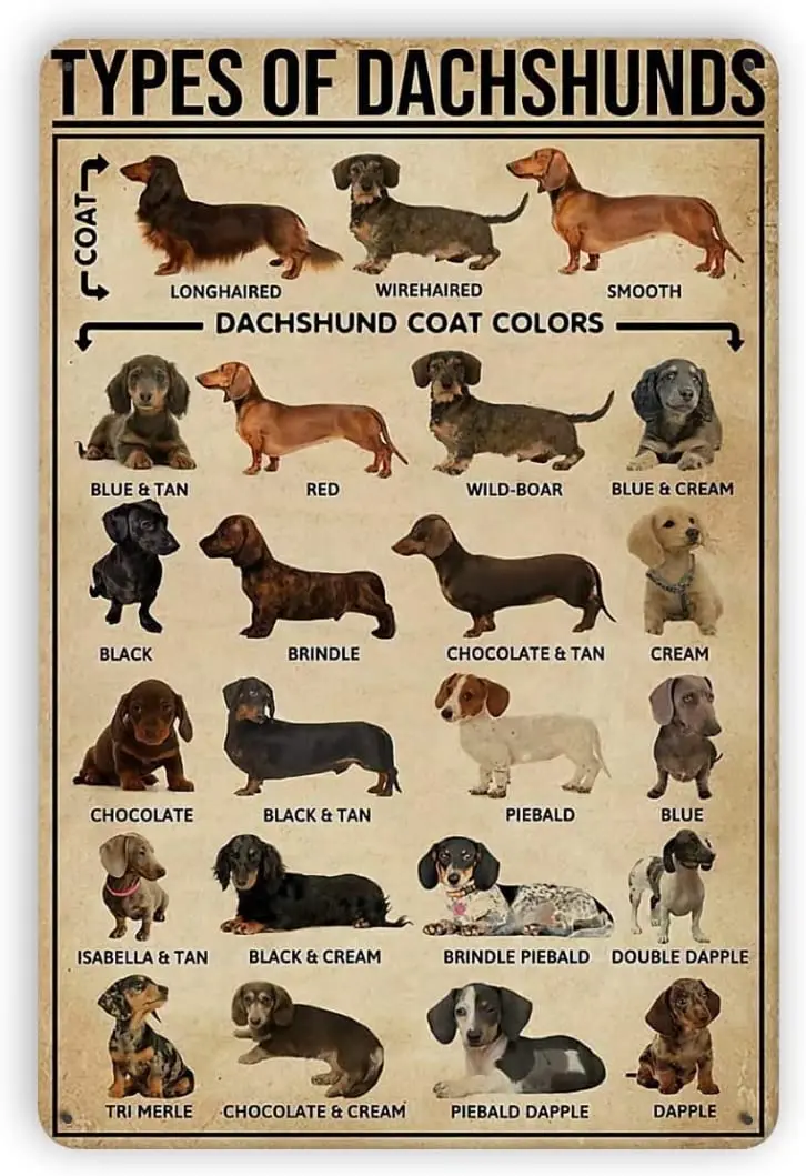 

Vintage Metal Tin Signs Types of Dachshunds Knowledge Metal Sign Poster Home Bar Coffee Kitchen Wall Decor Bars Clubs Cafes