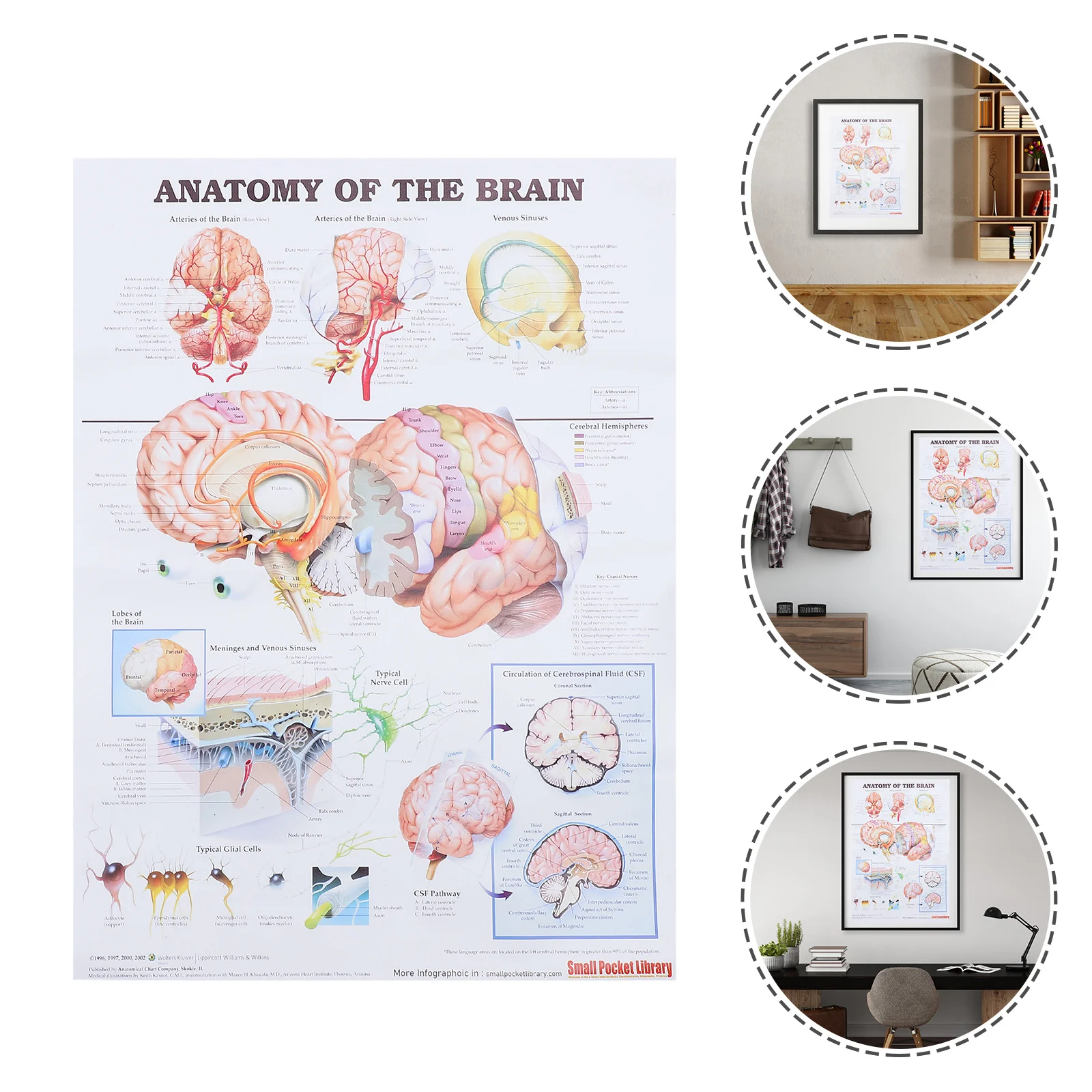 

Anatomical Poster Human Muscular Skeletal Nervous System Brain Anatomical Charts Brain Anatomy Poster Science Gift 70X50CM