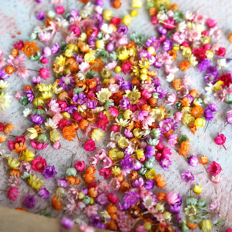 280Pcs Real Dried Flowers Brazil Little Star Flower for DIY Art Craft Epoxy Resin Candle Making Jewellery Home Party Decoration - купить по