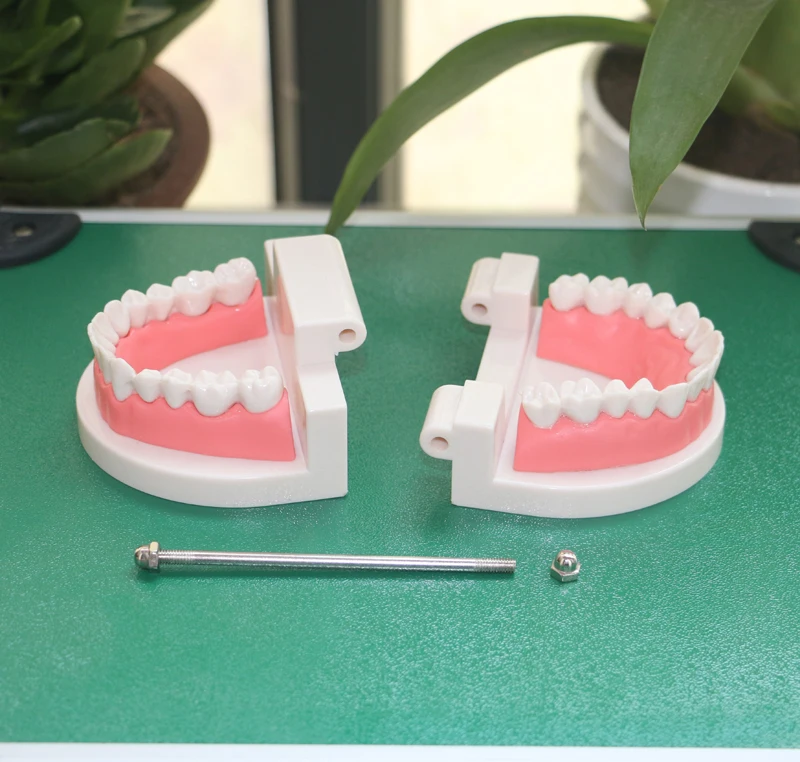 

Standard Oral Model