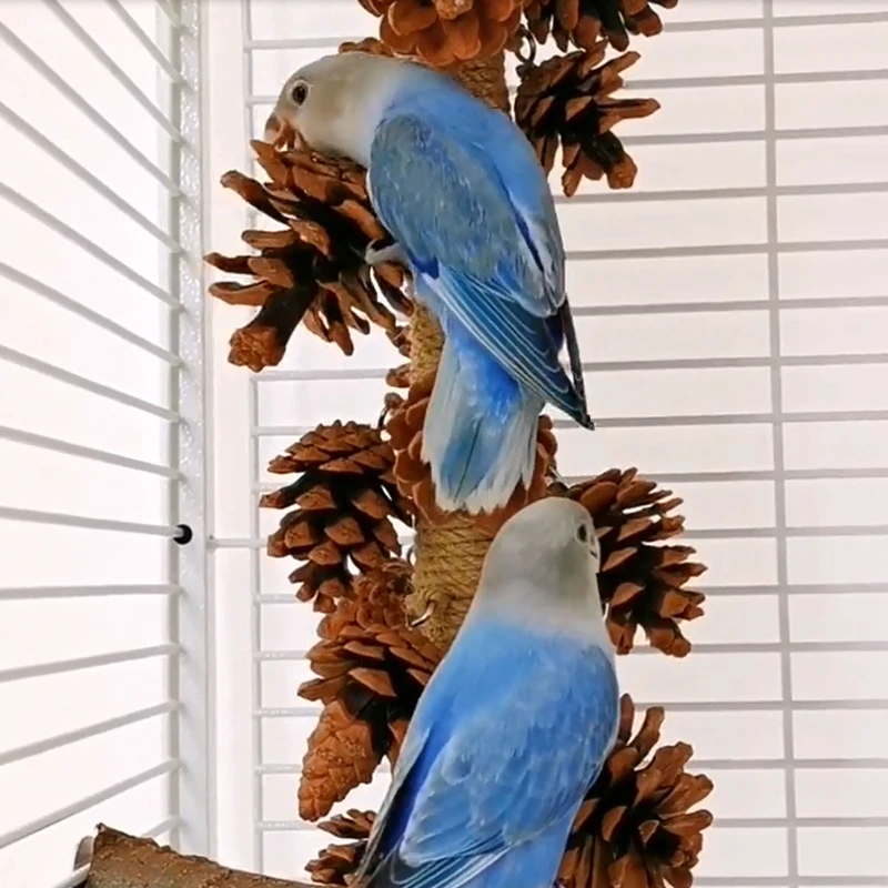 

Chew Toy Bird Parrot Keep Beak Healthy for Bite Resistant for Parakeet for Conur Relieve Boredom Natural Materials Gift