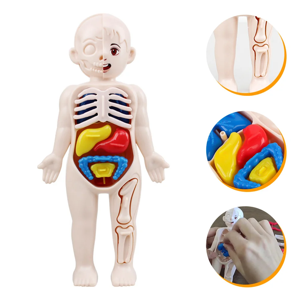 

1 Set Human Body Model DIY Educational Kids Learning Viscera Teaching Aids