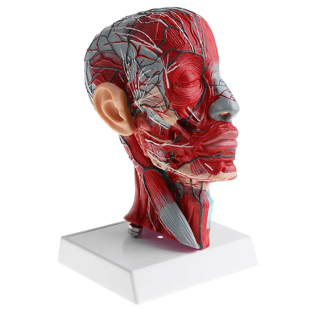 

1:1 Human Half Head Skeleton W/Neck Vessel Veins Teaching Lab Toys Supplies