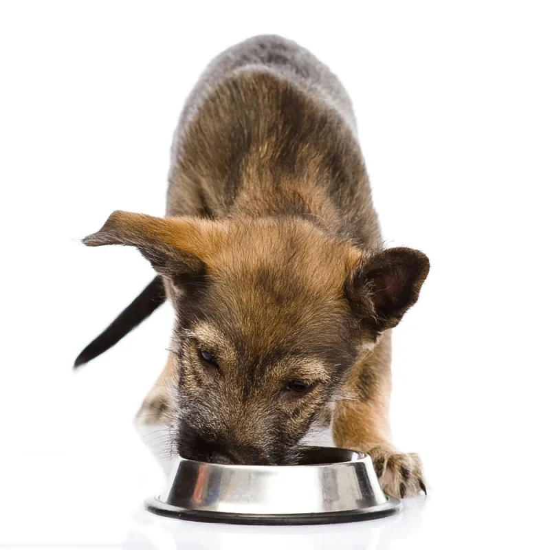 

Pet Supplies Stainless Steel Dog Bowl for Dish Water Non-Slip Pet Bowl with Footprint Pet Puppy Cat Bowl Feeder Feeding