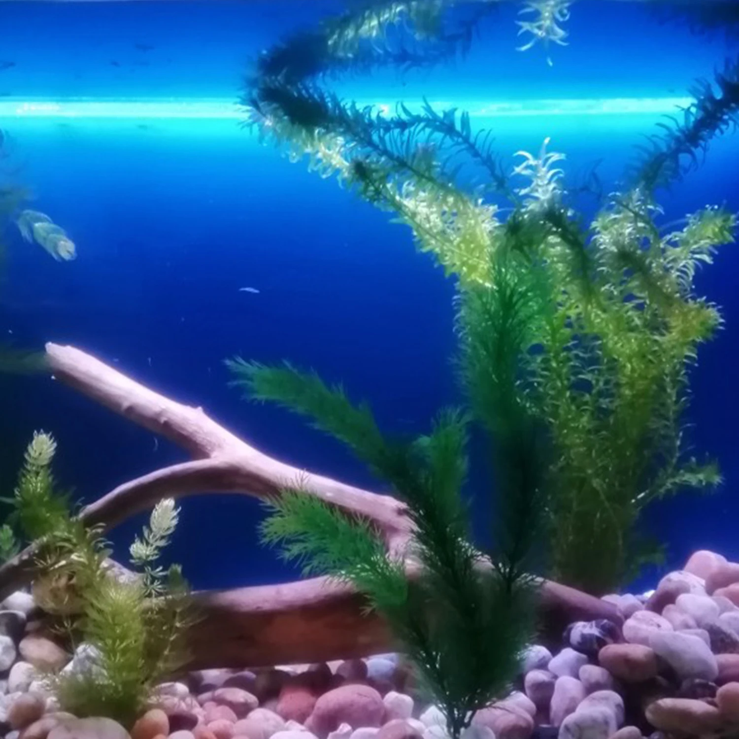 

Practical Artificial Aquarium Plants Fish Tank Grass Water Weeds Ornament Aquatic Plant Fish Tank Grass Decoration Accessories
