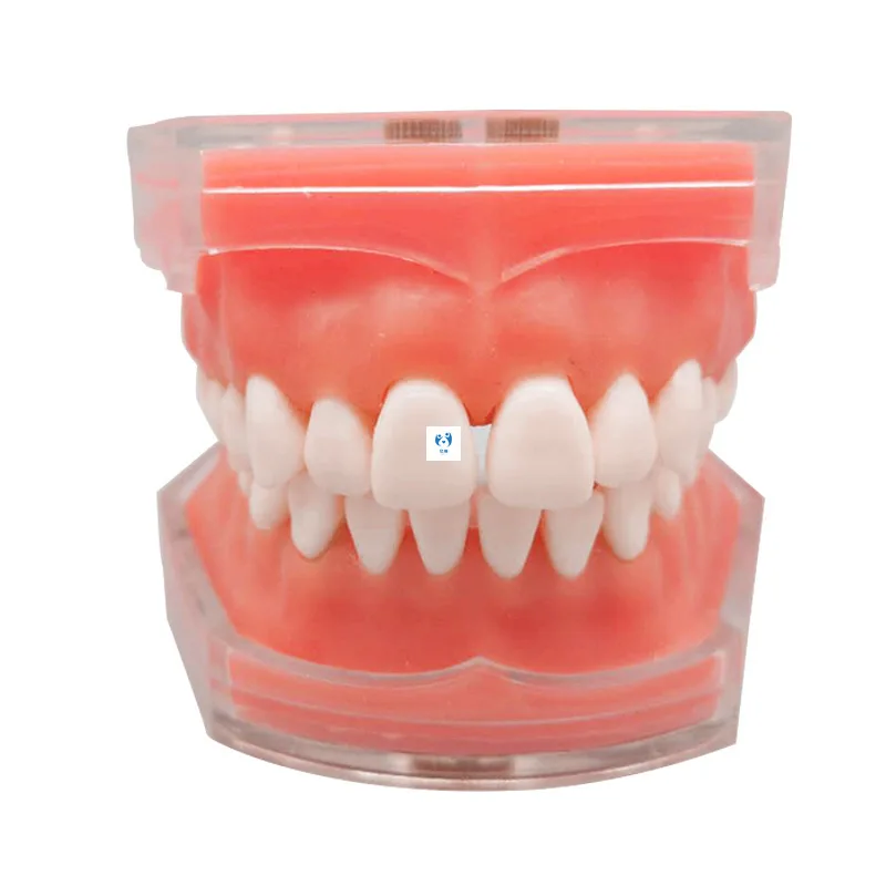 

1Pcs Dental Soft Gum Standard Model with All Removable Teeth #4004 01 Dental Study Teaching Tooth Model 28pcs Tooth Dentist Lab