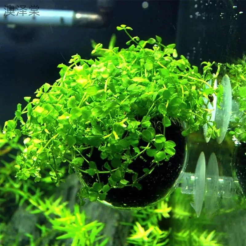 водоросли семенные. фукус пузырчатый водоросль. царство растений споровые растения. таблица высших и низших растений. водоросли семенные.