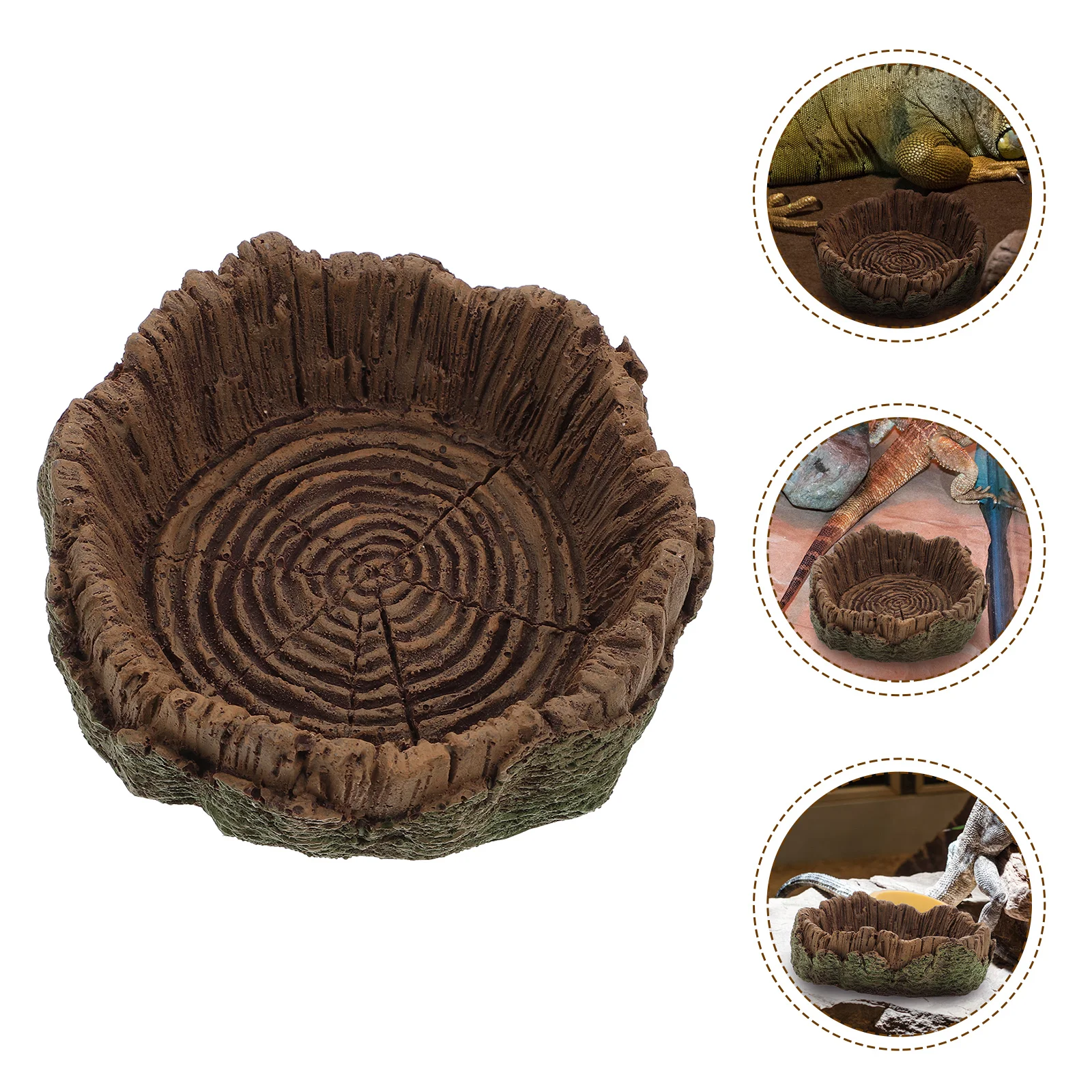 

Reptile Dish Reptile Gecko Feeding Dish Terrarium Dish Reptile Tank Decor Lizard