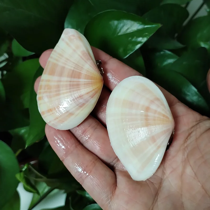 2 шт. полосатые ракушки Tellina Virgata натуральные розовые DIY живопись выпечка и пляжные