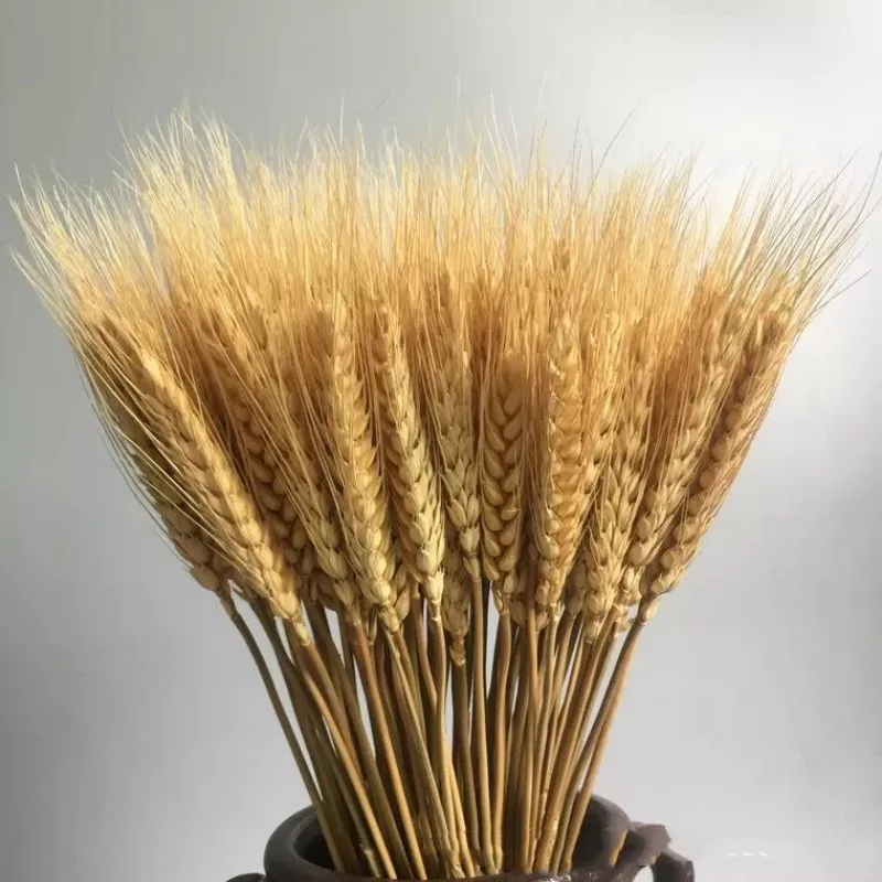 

50PCS Wheat Natural Dried Flowers Centerpieces For Weddings Dried Natural Flowers Mother's Day Artificial Flowers Like Real Wedd
