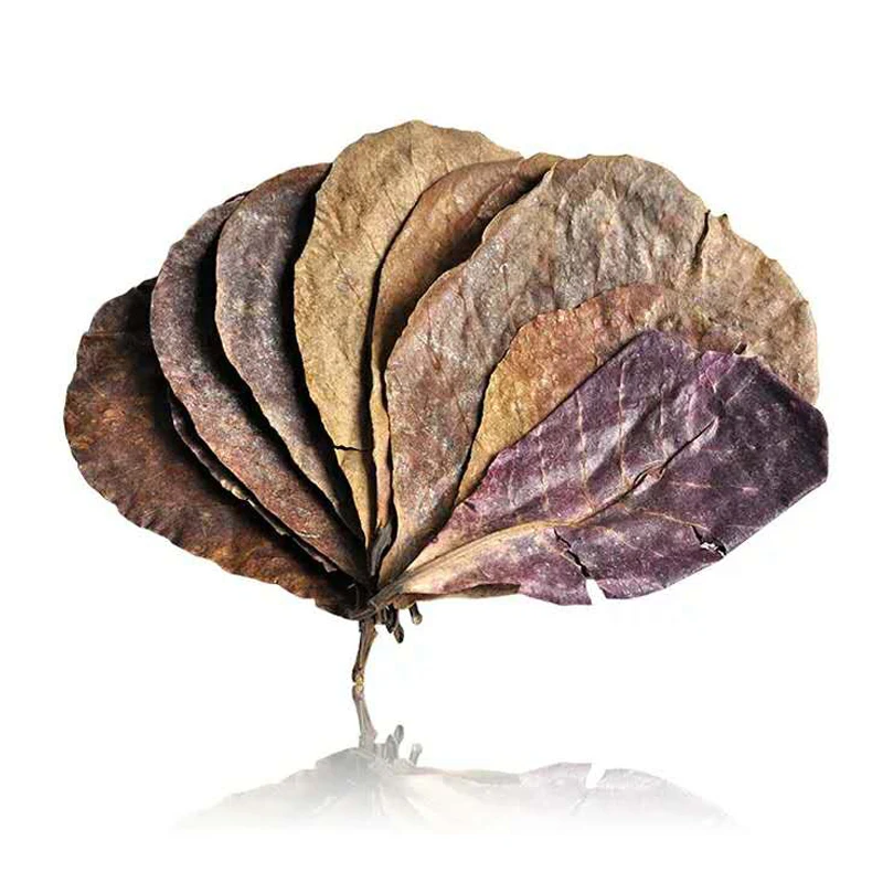 

30/50/100pcs Natural Terminalia Catappa Foetida Leaves Island Almond Leaf Fish Treatment Cleaning Aquarium Tank Water Lower PH