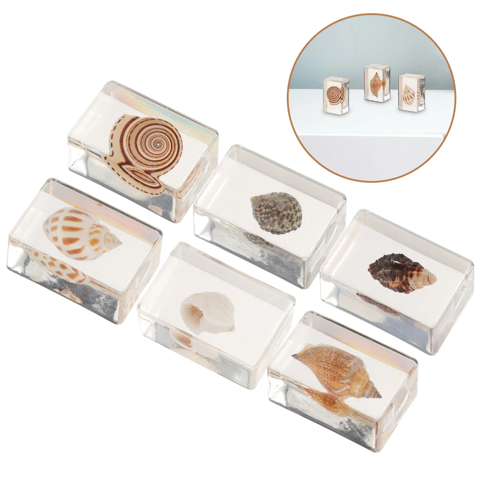 

6 Pcs Resin Craft Small Shells Decor Ornaments Desk Decoration Seashell Desktop Decorative Artwork Decors