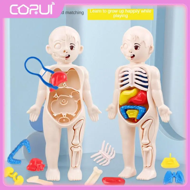 

Diy Human Organ Structure Model Childrens Early Education