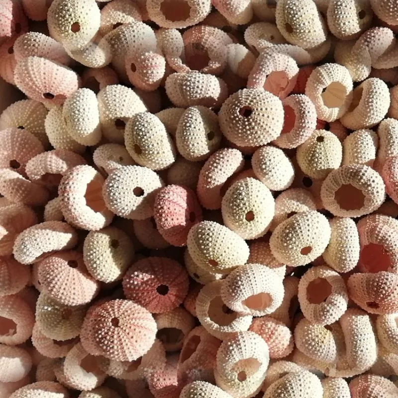 Розовые морские ракушки для суккулентов свадебные украшения морского урчина