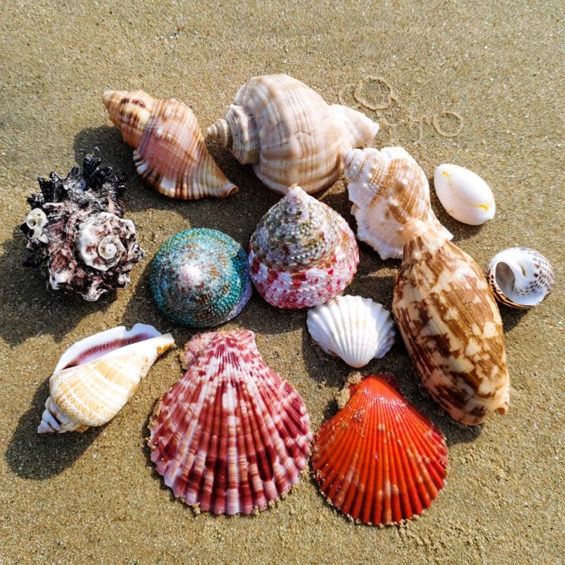 

Раковины морских звезд