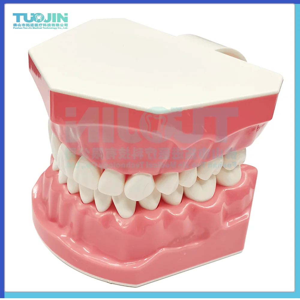 

Dental Oral Teaching Model Children Brushing Teeth Teaching Demonstration To Explain Dental Mold Mold Tools Dental Products
