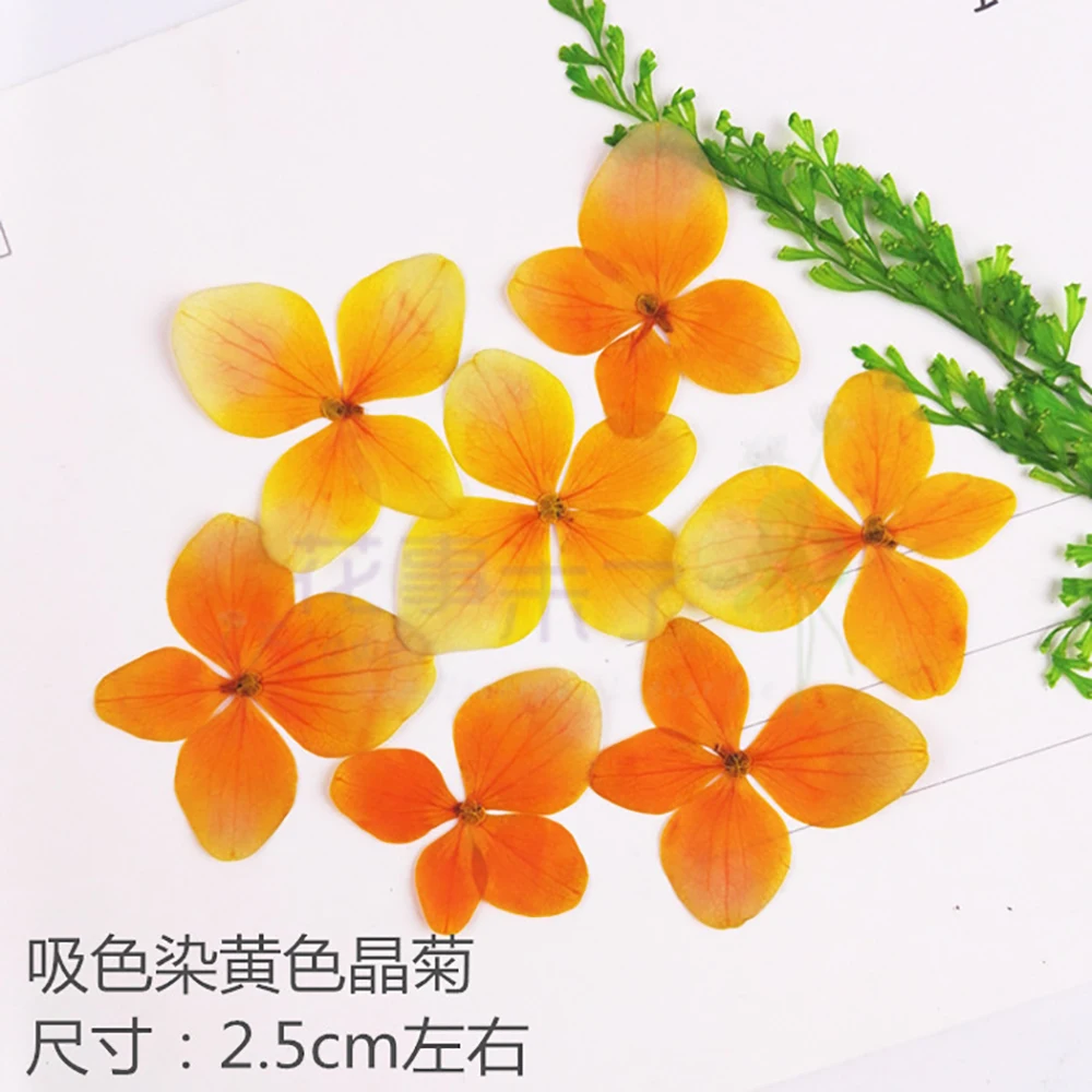 Гортензия цвет в ассортименте