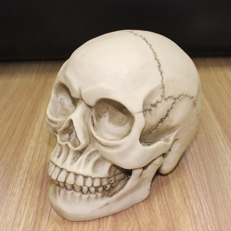 

Статуя черепа человека из смолы для домашнего декора, статуэтки, украшение на Хэллоуин, скульптура, медицинская обучающая эскизная модель, ...