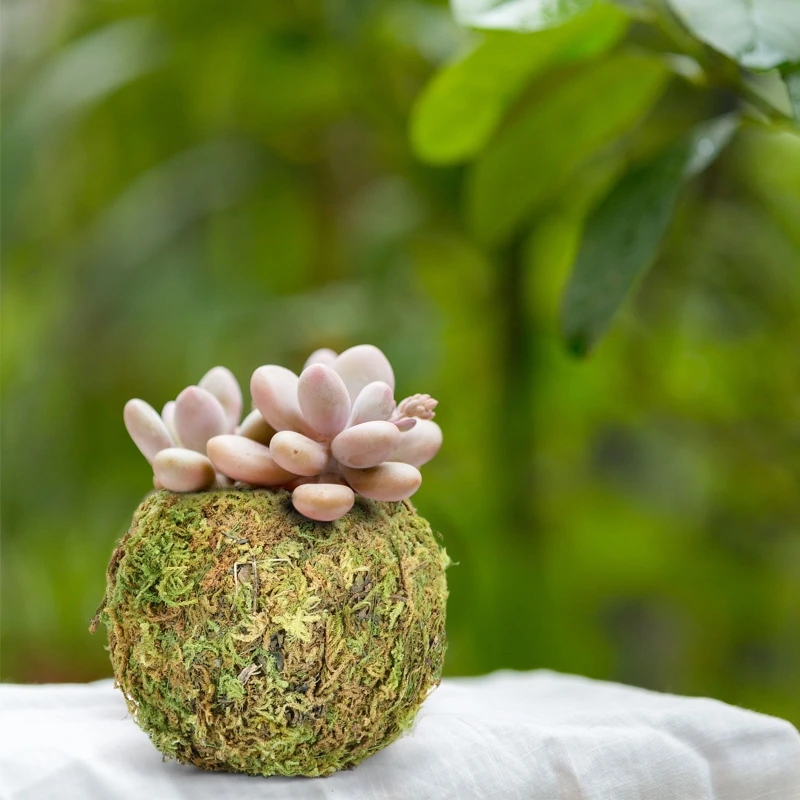 

Moss Holders Flower Holders Pots Garden Plant Potted Hydrating Flowerpot for Home Office Tabletop Natural Style Decor