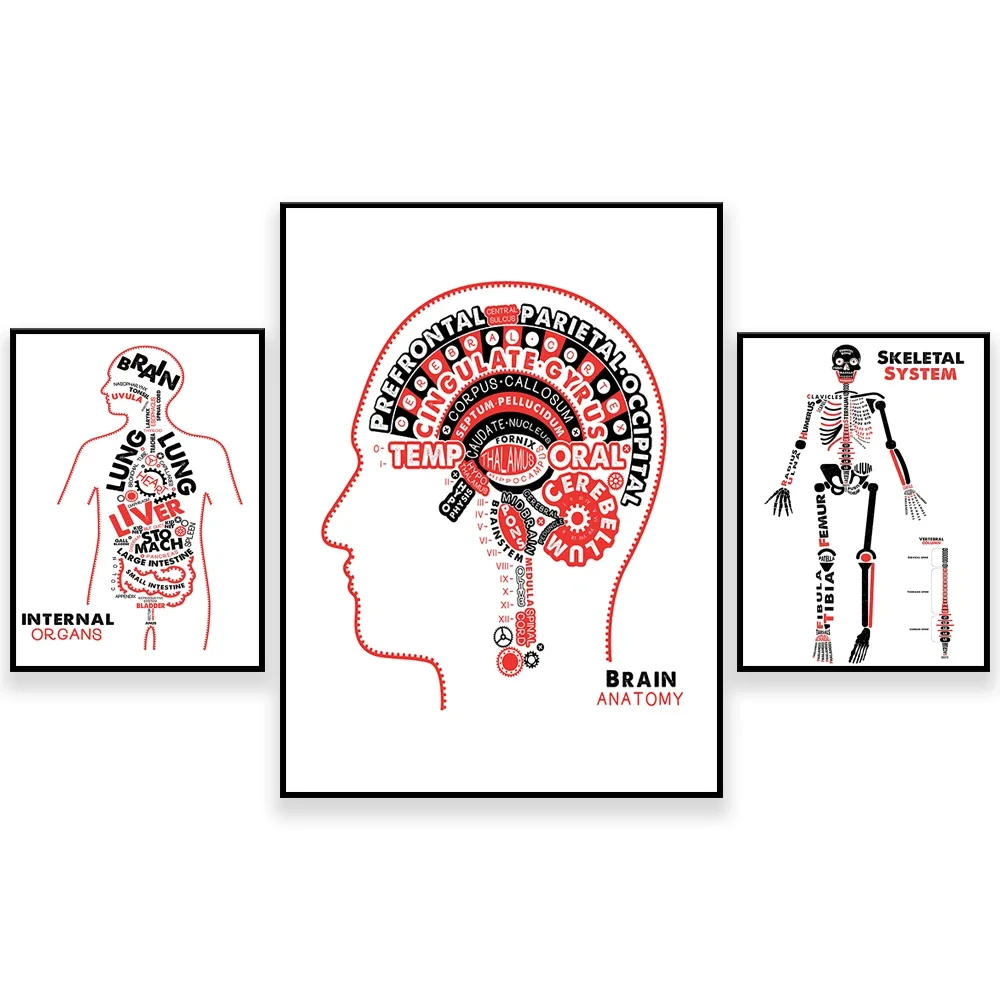 Внутренние органы анатомический плакат скелета человека типография мозга