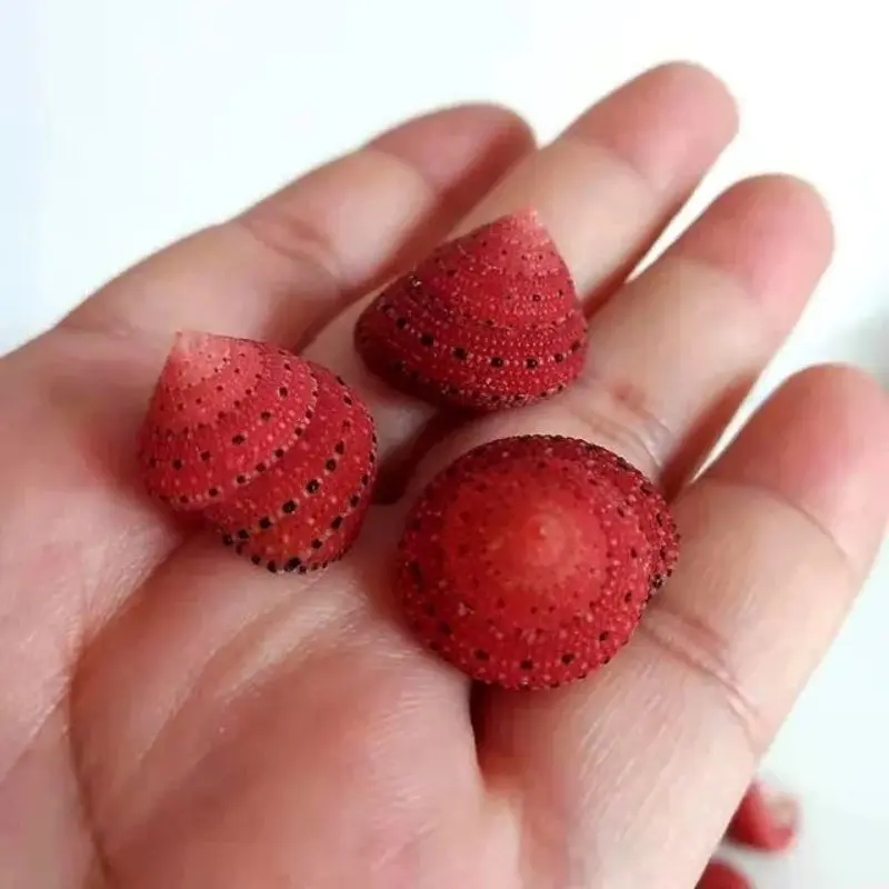 1Pcs Full Strawberry Bell Snail About 2cm Specimen Shellfish Ornaments Fish Tank Decoration Small Bean Replacement Shell