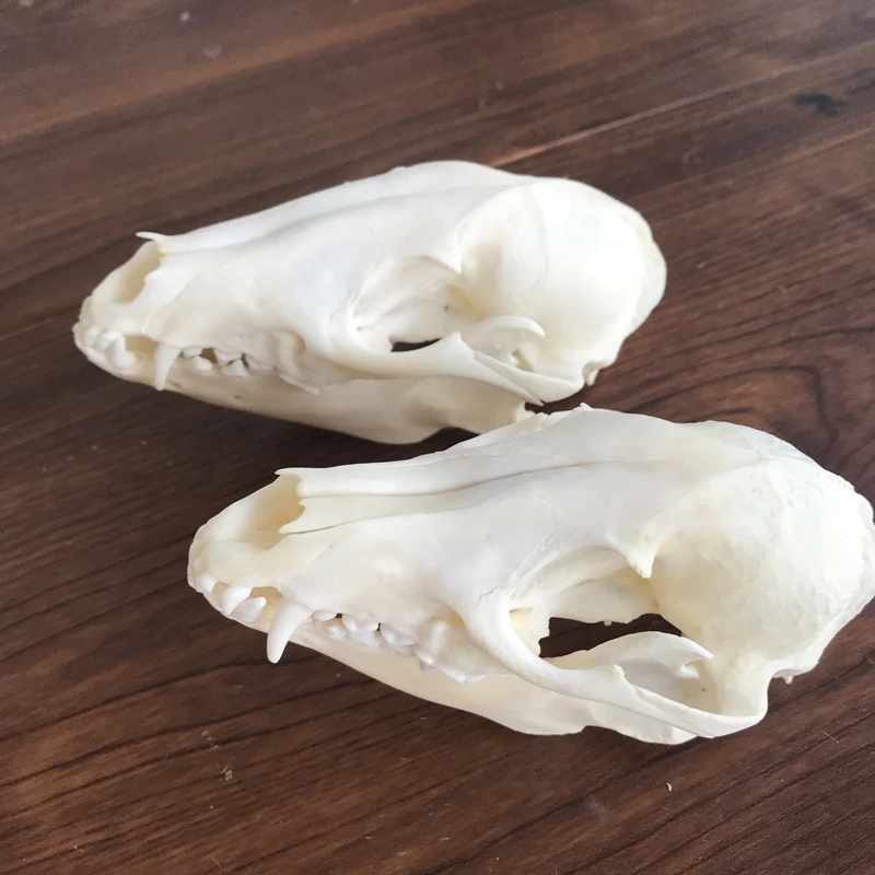 

Натуральный череп енота Nyctereutes procyonoides, 1-5 шт.