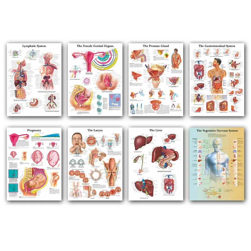 Картина на холсте с изображением человеческого анатомии тела органных костей