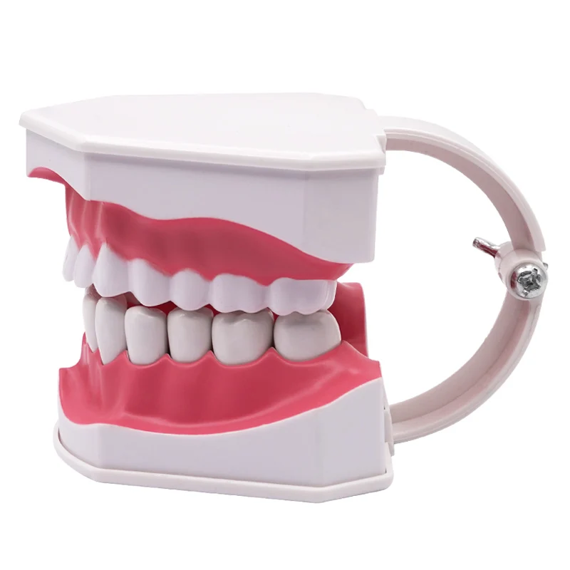 Гигантская модель зубов с зубной щеткой и съемными зубами Стандартные