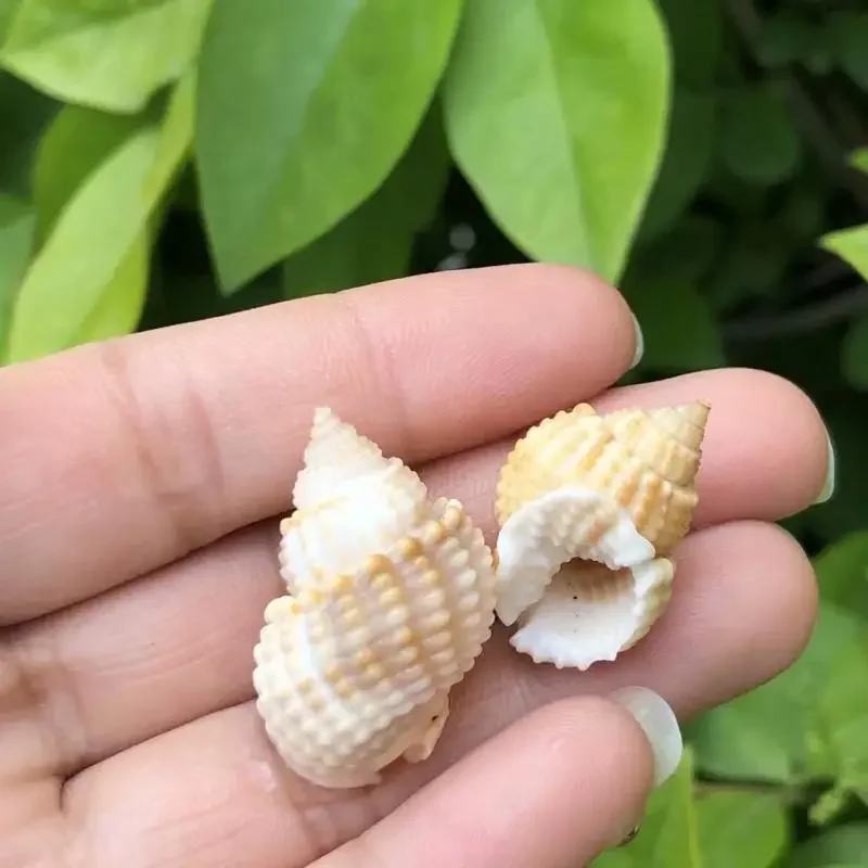 2 шт. сменные ракушки для аквариума