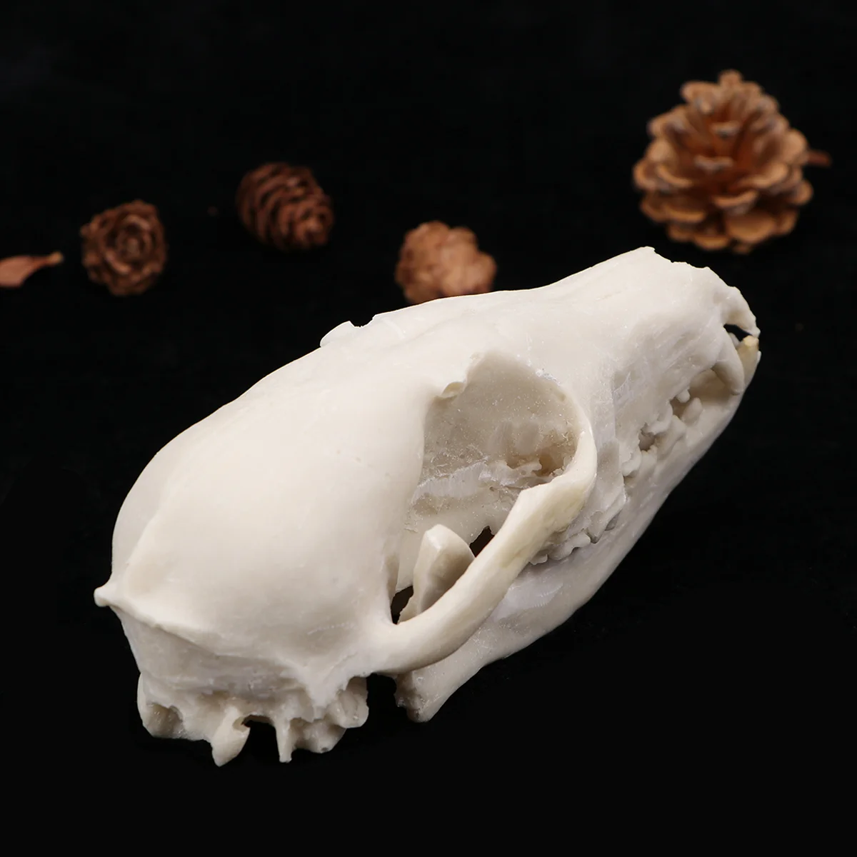 

Animal Decor Modelbone Wild Realistic House Haunted Bonesheads Fake Animals Fox Head Resin