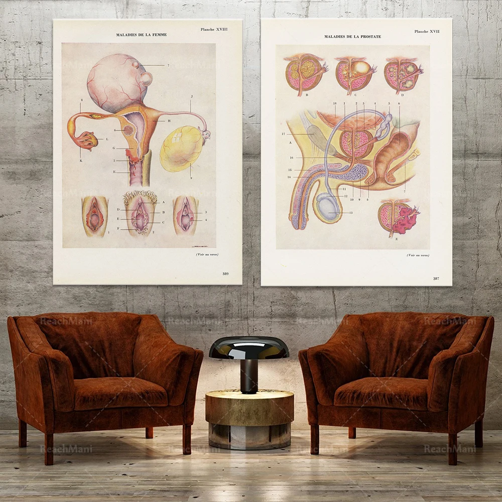 

Vintage prostate, female genitalia medical print, vintage anatomy. Doctor medical urology, obstetrics and gynecology gift