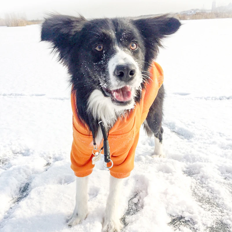 Нейлоновый ошейник для домашних питомцев аксессуар дрессировки собак прочный