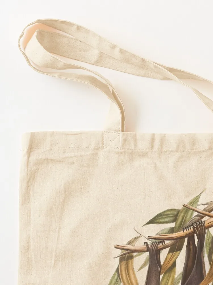 Австралийская летающая лиса фруктовая летучая мышь птеропс полиоцефал Джона