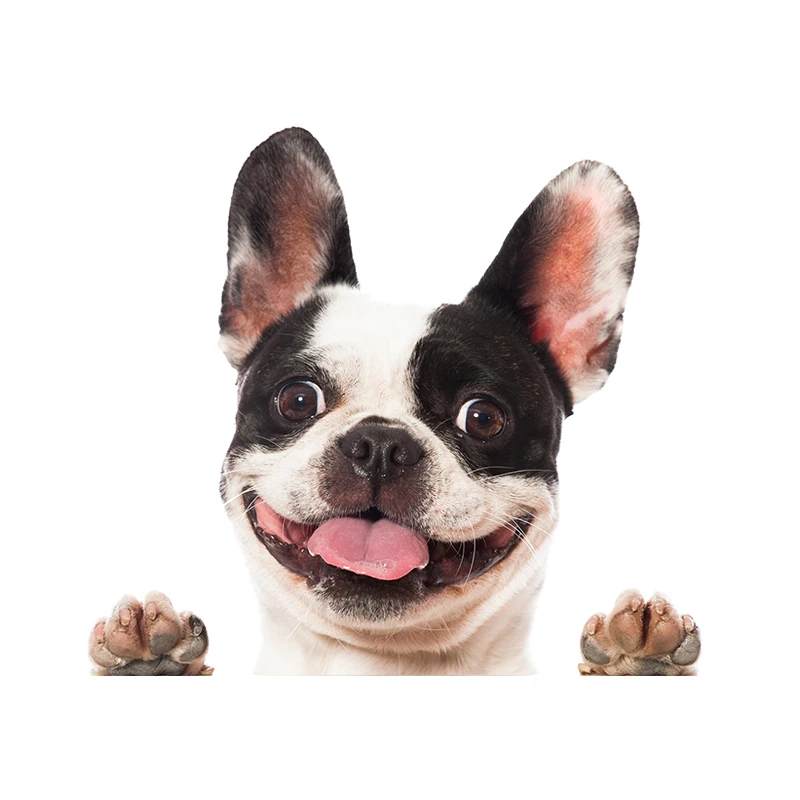 

Автомобильная наклейка, французский бульдог, животное, водонепроницаемая виниловая наклейка, автомобильные аксессуары, украшение, наклейка для автомобиля # V1385