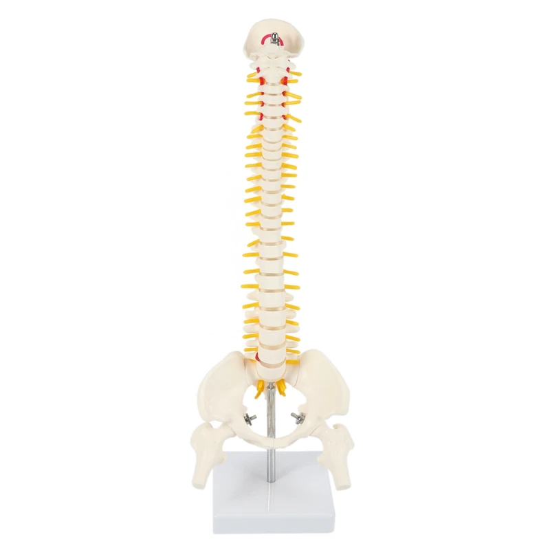

45Cm Flexible 1:1 Adult Lumbar Bend Spine Model Humans Skeleton Model With Spinal Disc Pelvis Model Used For Massage ,Yoga