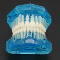 dental model 11 blue transparent teeth model for demonstration dentist standard typodont tooth model m7001