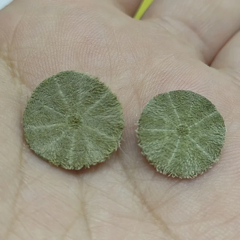 1-2 см Декор для морского ежеска Морские ракушки Раковины Воздушный держатель