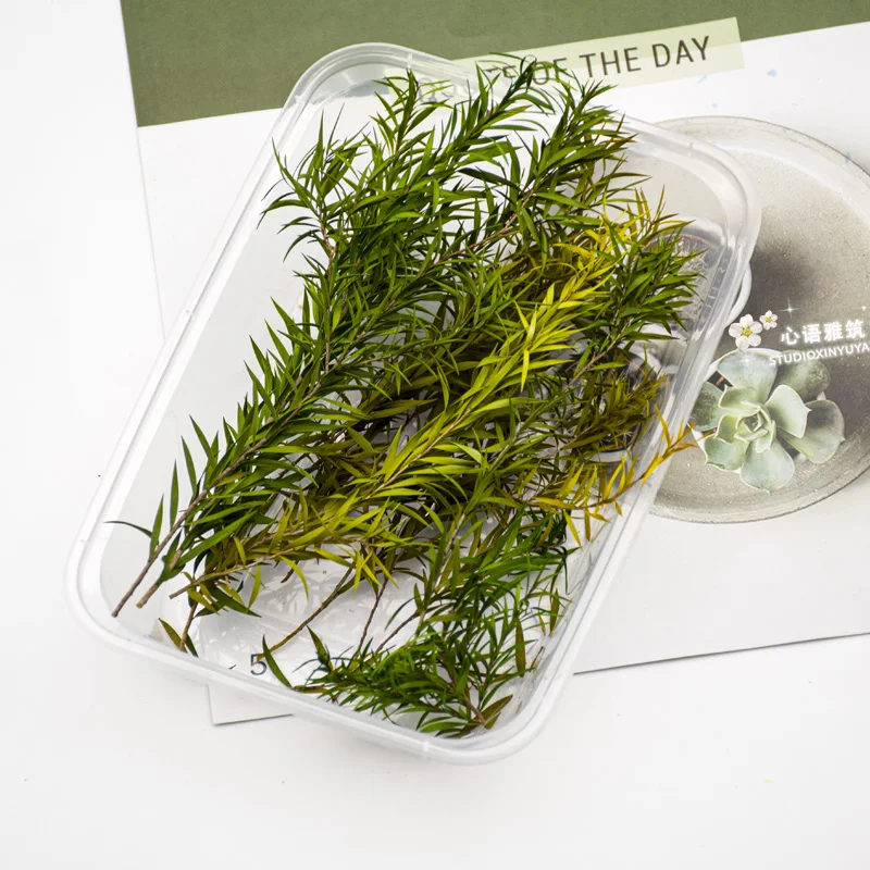 Модель длинной травы в виде листьев